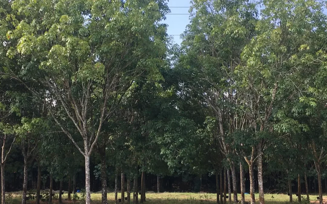 Proyecto Forestal Mavalle