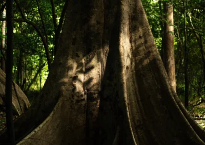 Proyecto de Créditos de Biodiversidad YAIRE