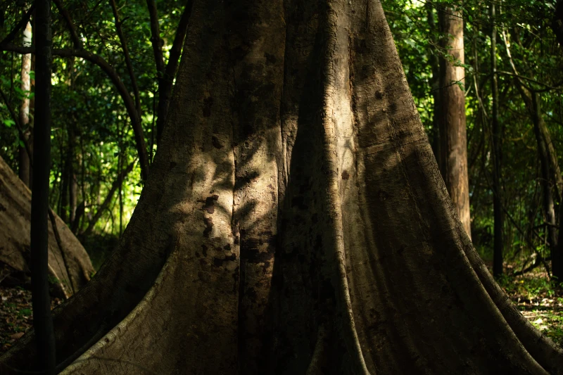 Proyecto de Créditos de Biodiversidad YAIRE