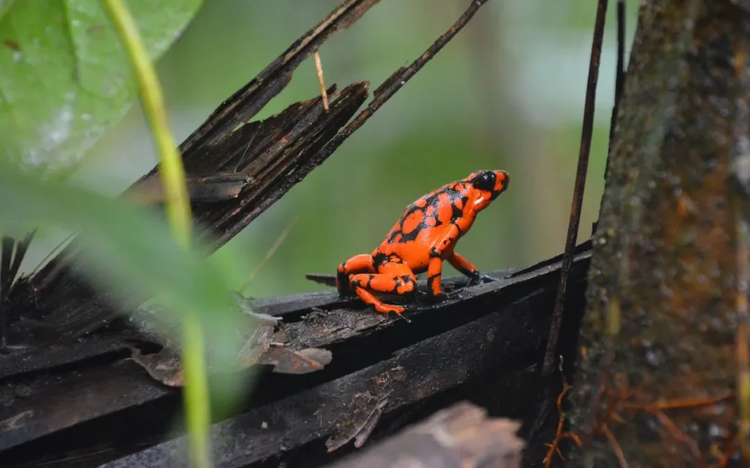 Río Domingodó REDD+