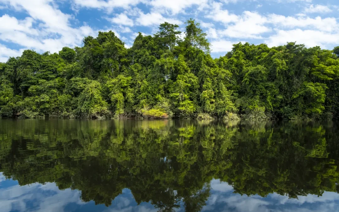 The Community Forests