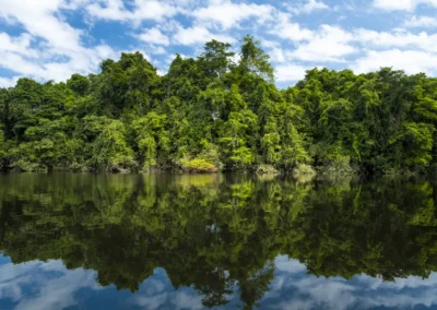 The Community Forests